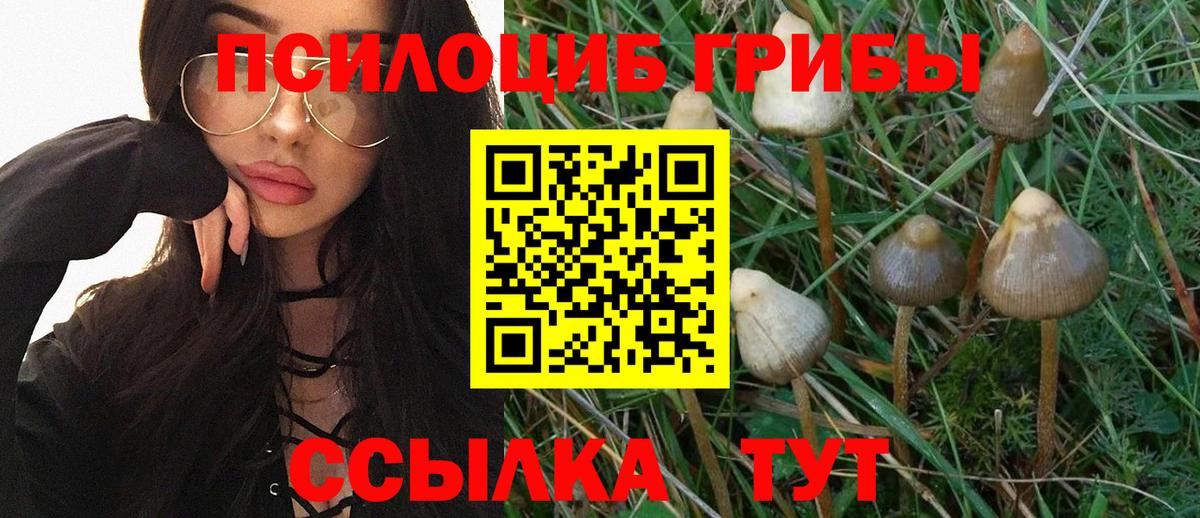 Псилоцибиновые грибы Psilocybe Дзержинский